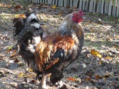 Chicken - De Zonnegloed - Animal park - Animal refuge centre 